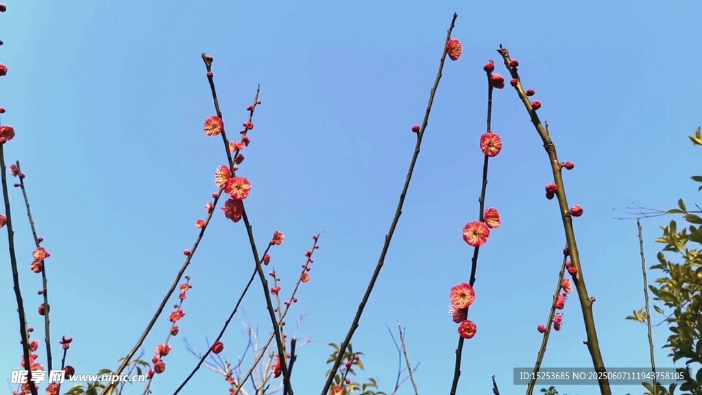 藍(lán)天映襯下的艷麗紅花朵