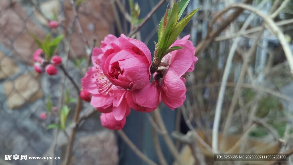 嬌艷綻放的粉色桃花