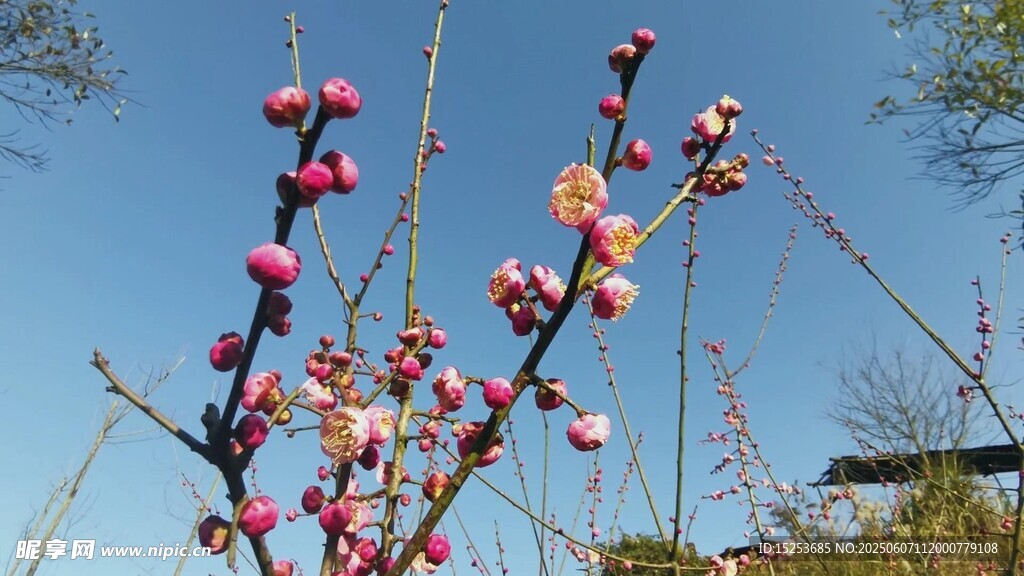 枝頭綻放的嬌艷粉色花朵
