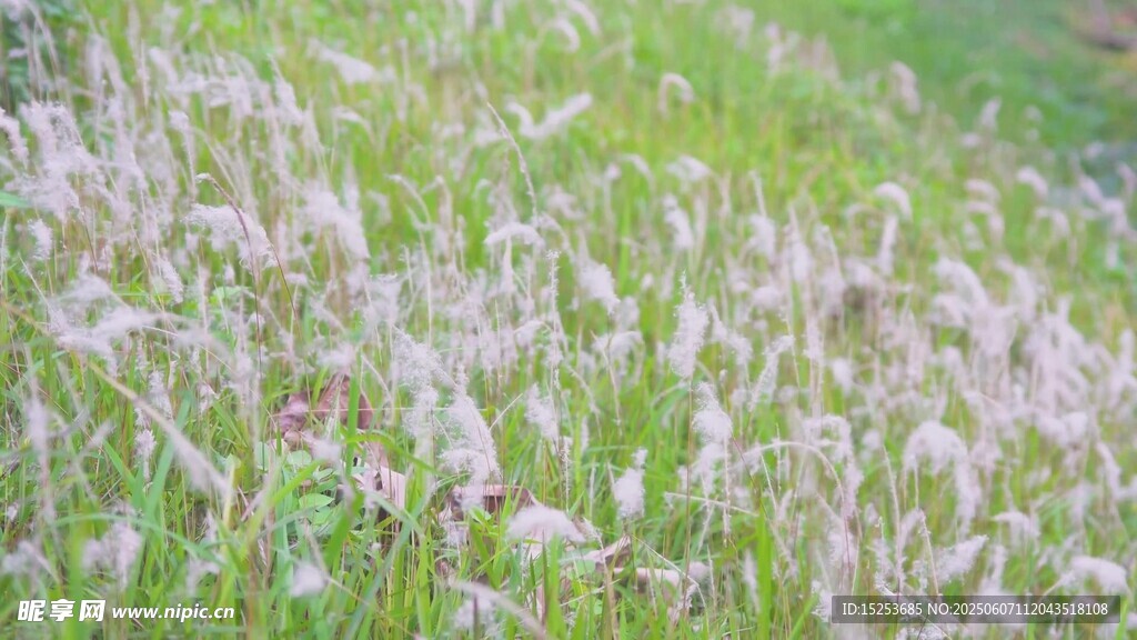粉白花草裝點(diǎn)綠色草地