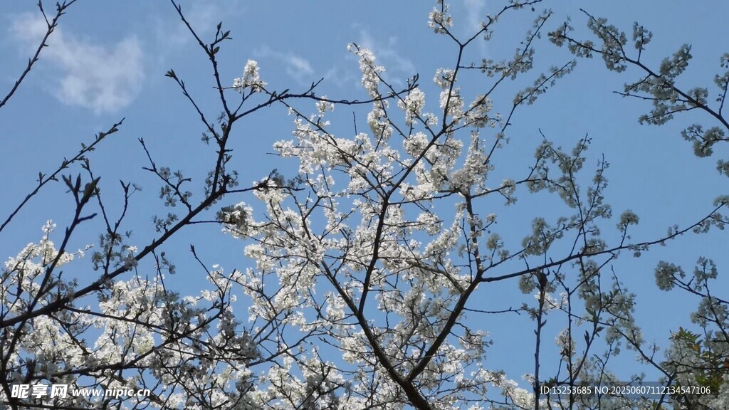 藍天映襯下的繁花樹枝