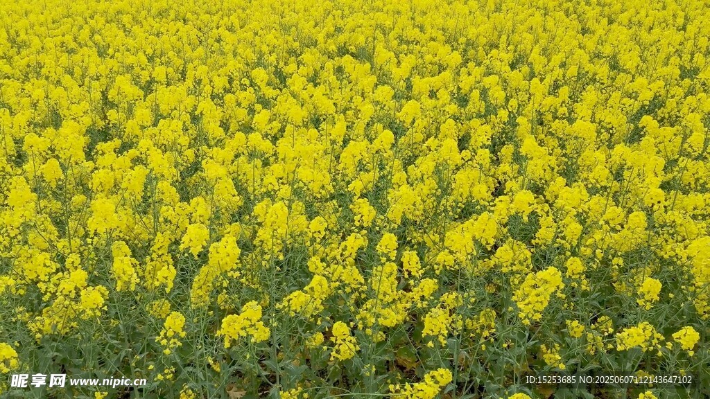 金黃油菜花田美景
