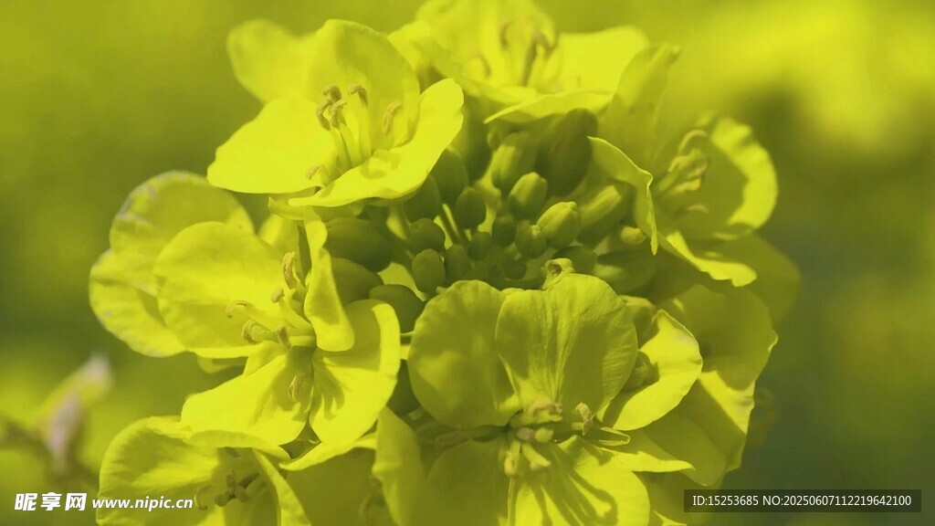 黃色油菜花特寫