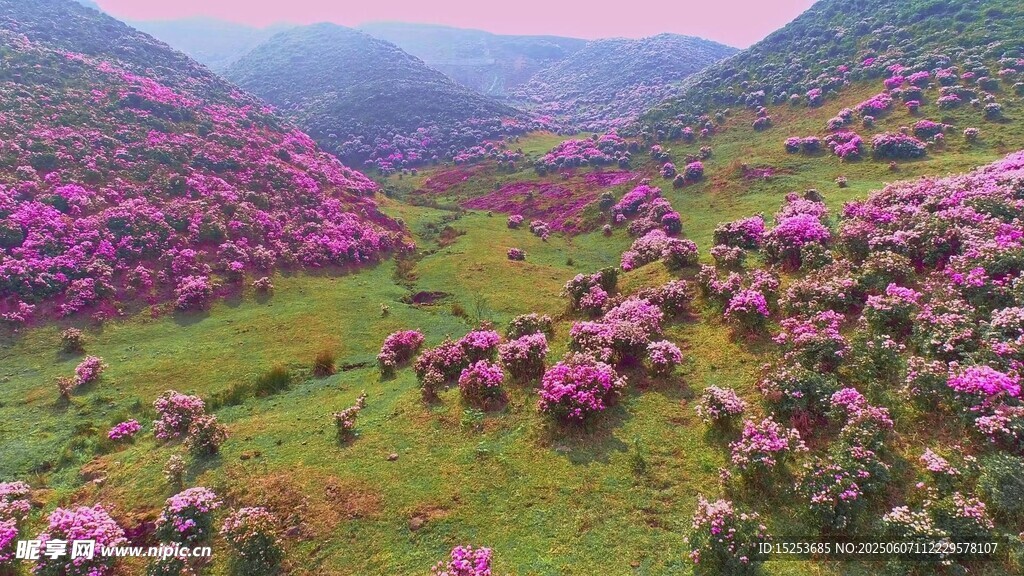 山間爛漫杜鵑花海