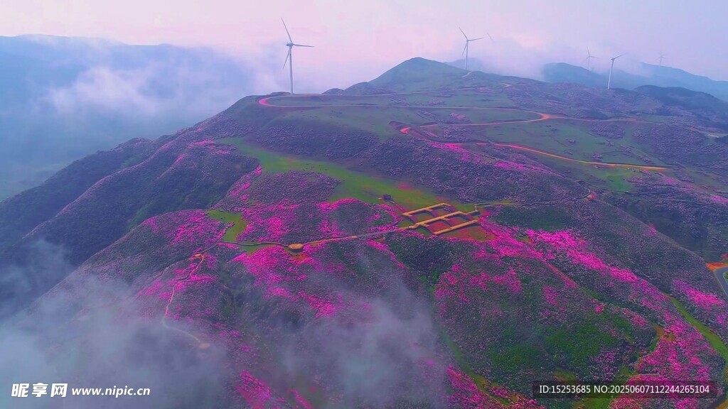 山間花海云霧繚繞美景