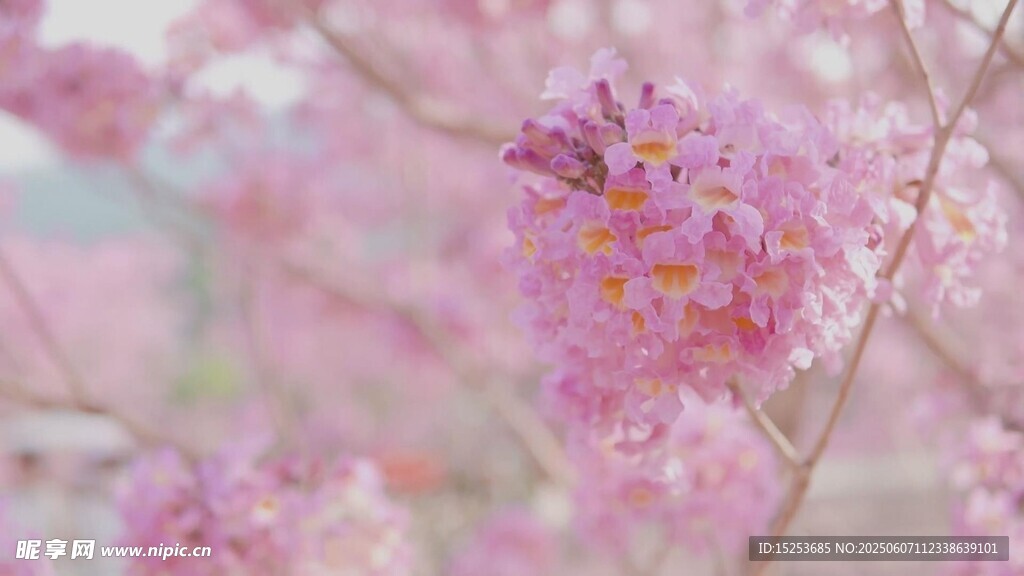 夢(mèng)幻粉色花卉特寫