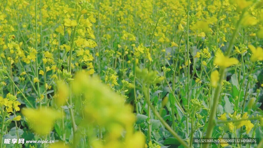 金黃油菜花田美景