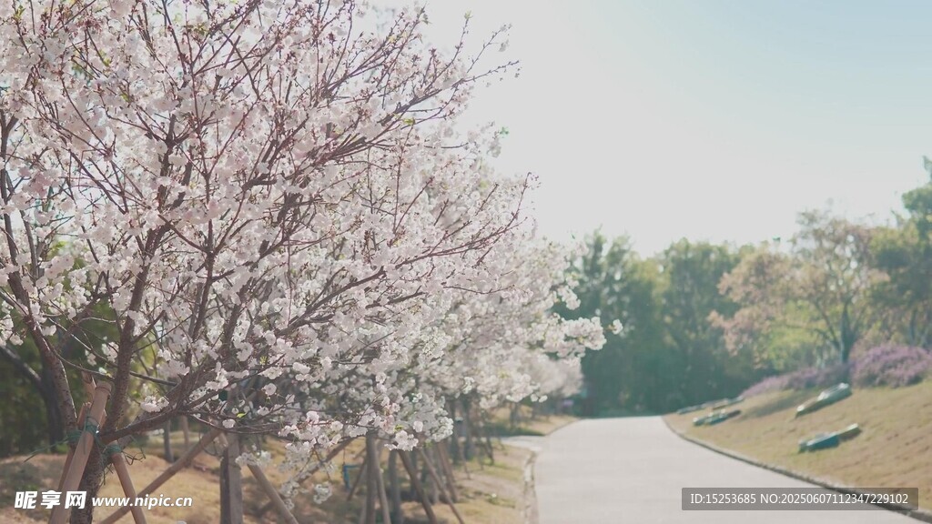 春日繁花小道