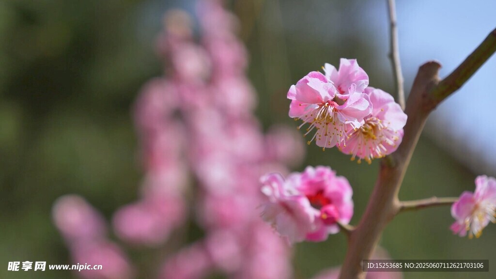 枝頭綻放的粉嫩花朵