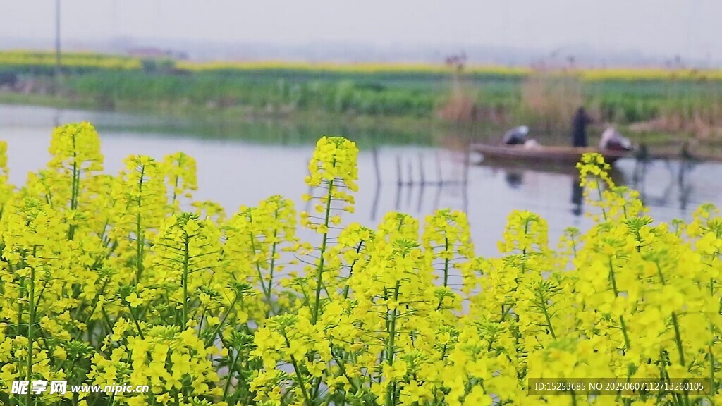 春日油菜花田河畔美景