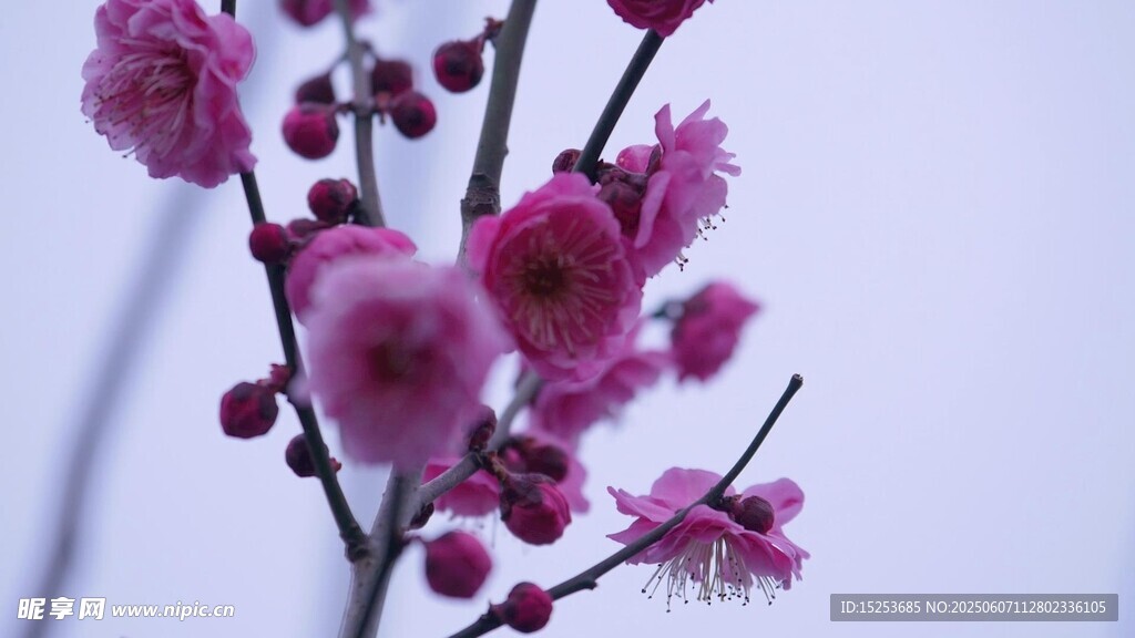 嬌艷綻放的粉色梅花枝