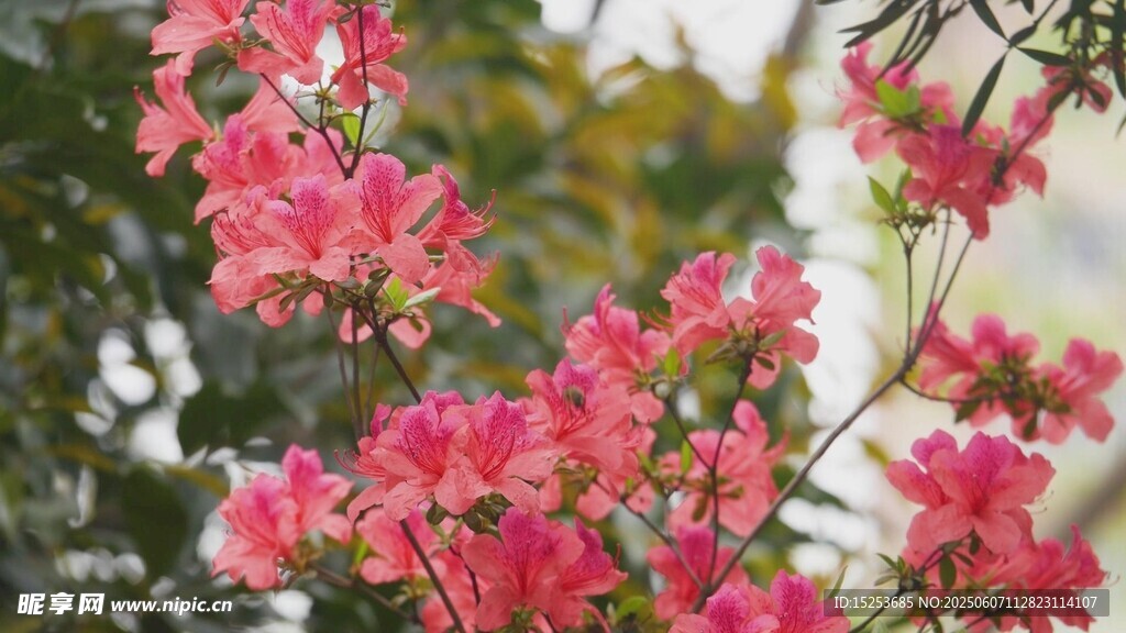 嬌艷盛開的粉紅色花卉