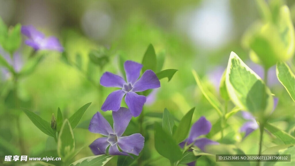 紫色小花綻放綠葉間