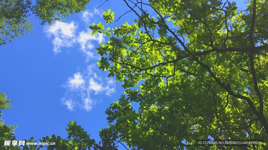 藍天綠樹間的清新景致