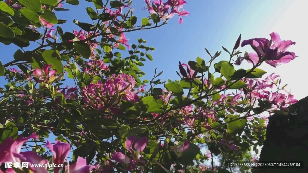 藍天映襯下的絢爛紫荊花