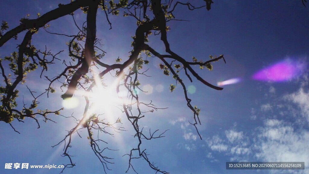 陽光透過樹枝的夢幻天空