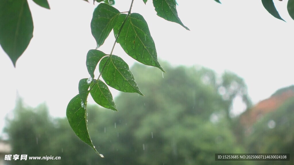 垂掛綠葉 清新自然景致