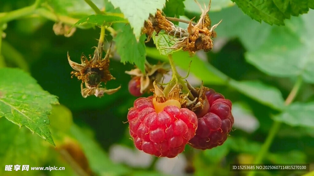 成熟樹莓掛于翠綠枝葉間