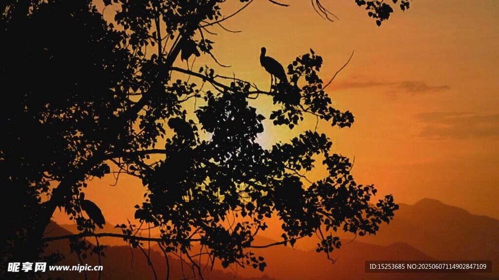 夕陽(yáng)下的樹(shù)影剪影美景
