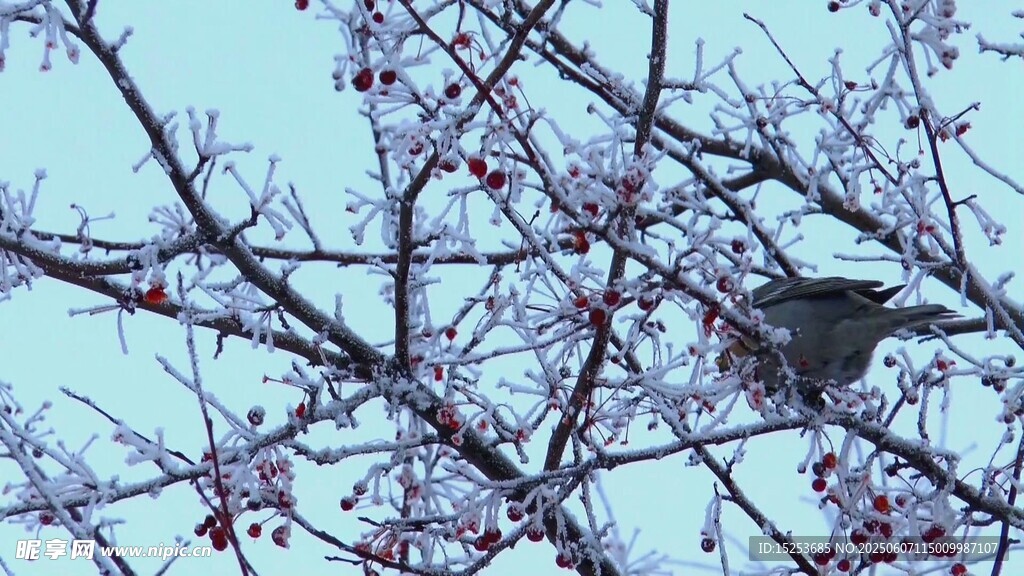 枝頭小鳥棲于繁花之間