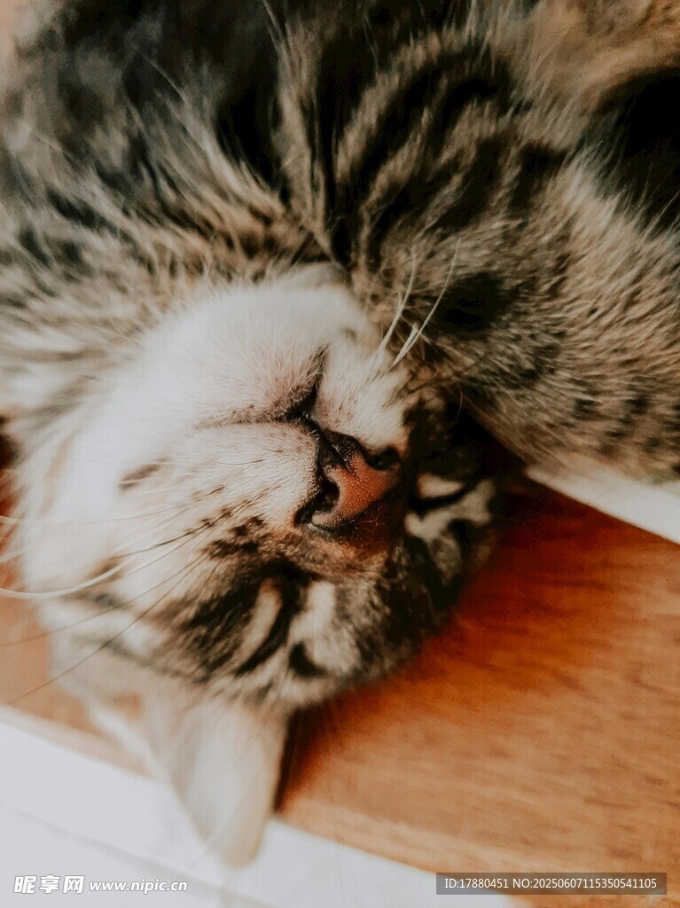 可愛的貓