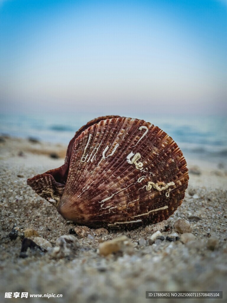 貝殼