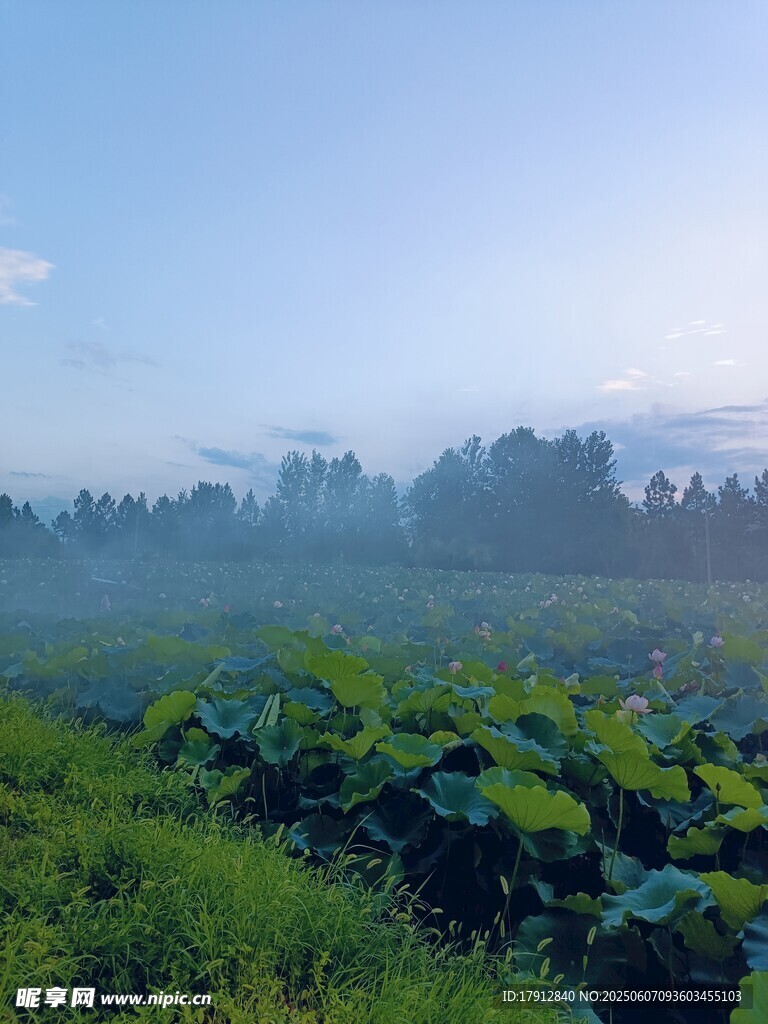 荷花