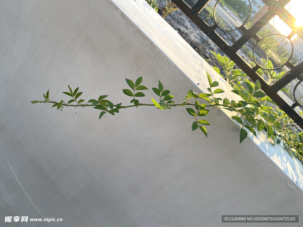 墻邊綠植生機盎然