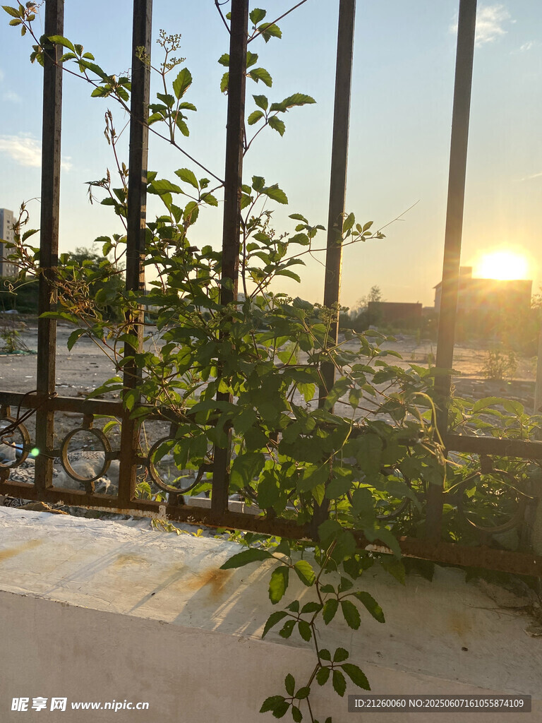 夕陽下鐵欄邊的綠植生機