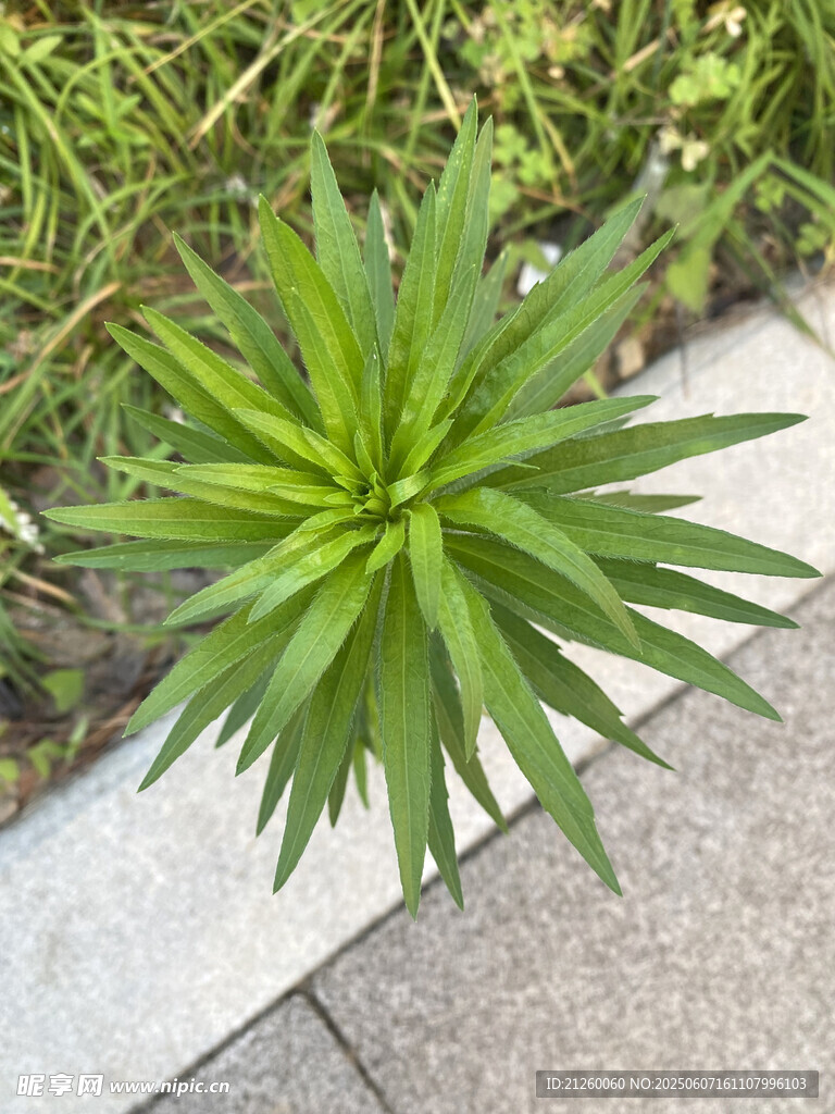 飛蓬草