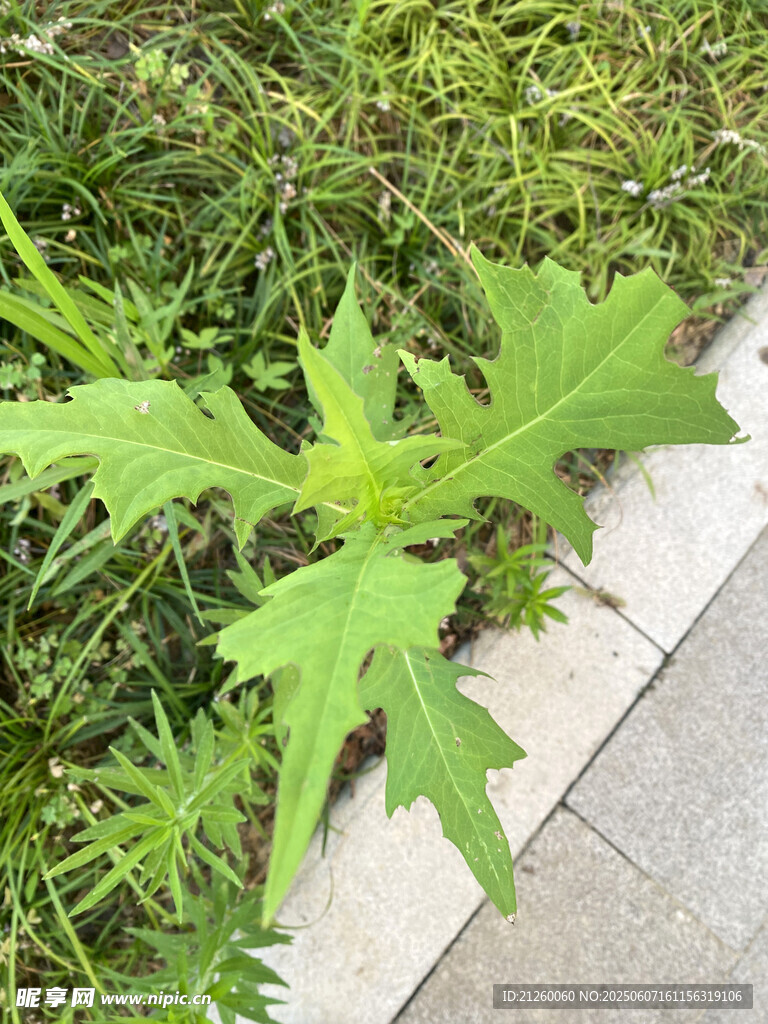 翅果菊