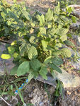 黃豆植株