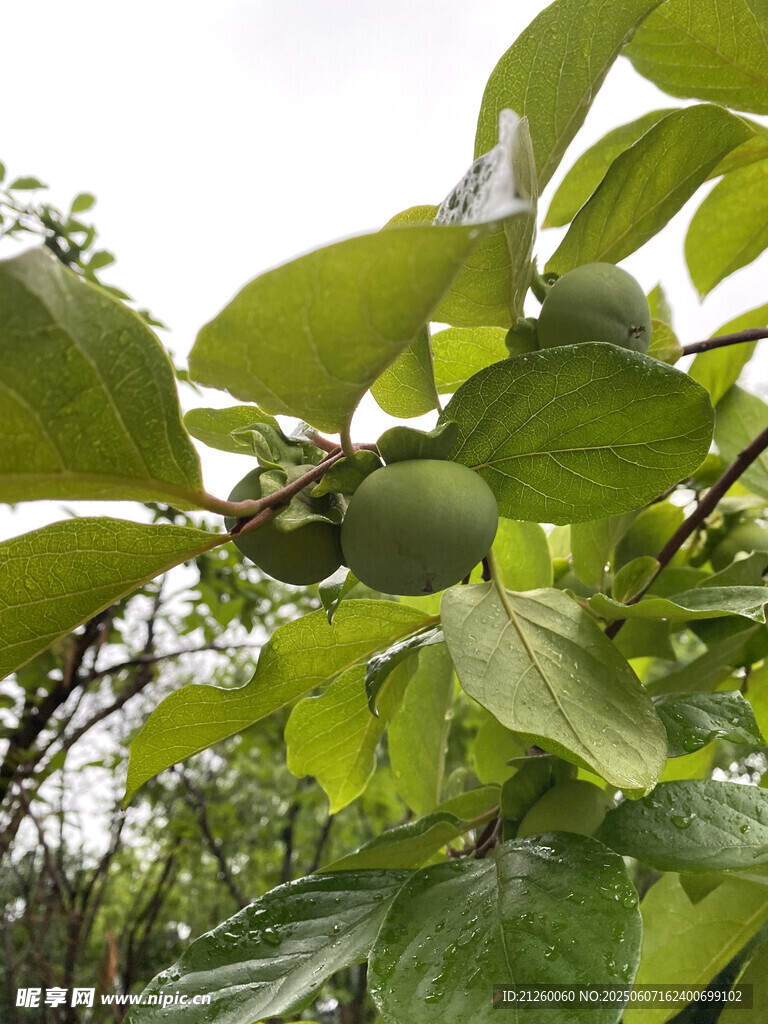 枝頭青柿