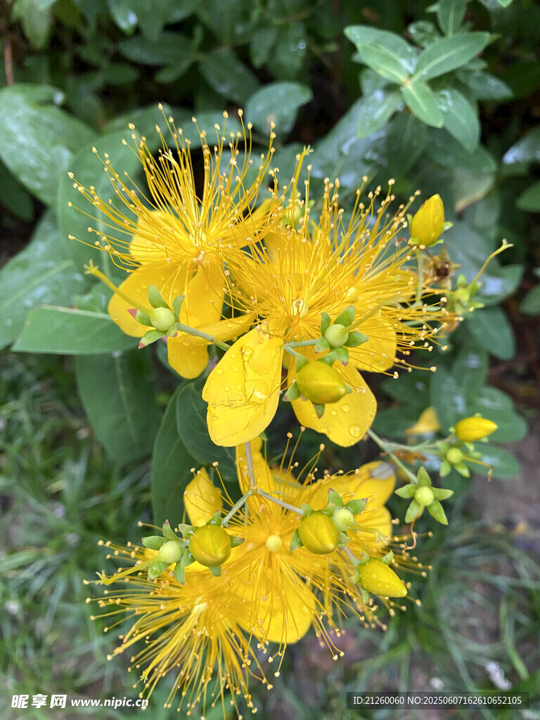 金絲桃花