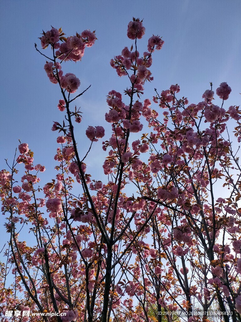 藍(lán)天映襯下的絢爛花枝 櫻花