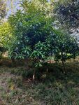綠葉繁茂的樹木