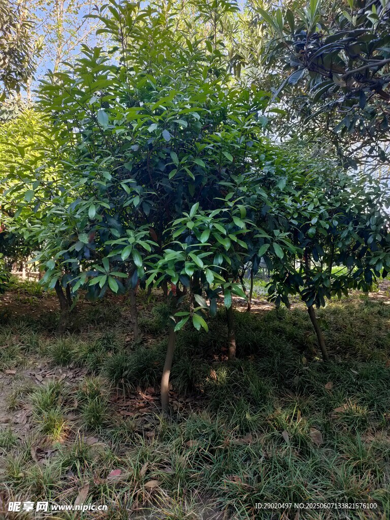 綠葉繁茂的樹木