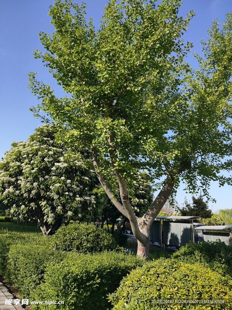 綠樹成蔭的花園景致