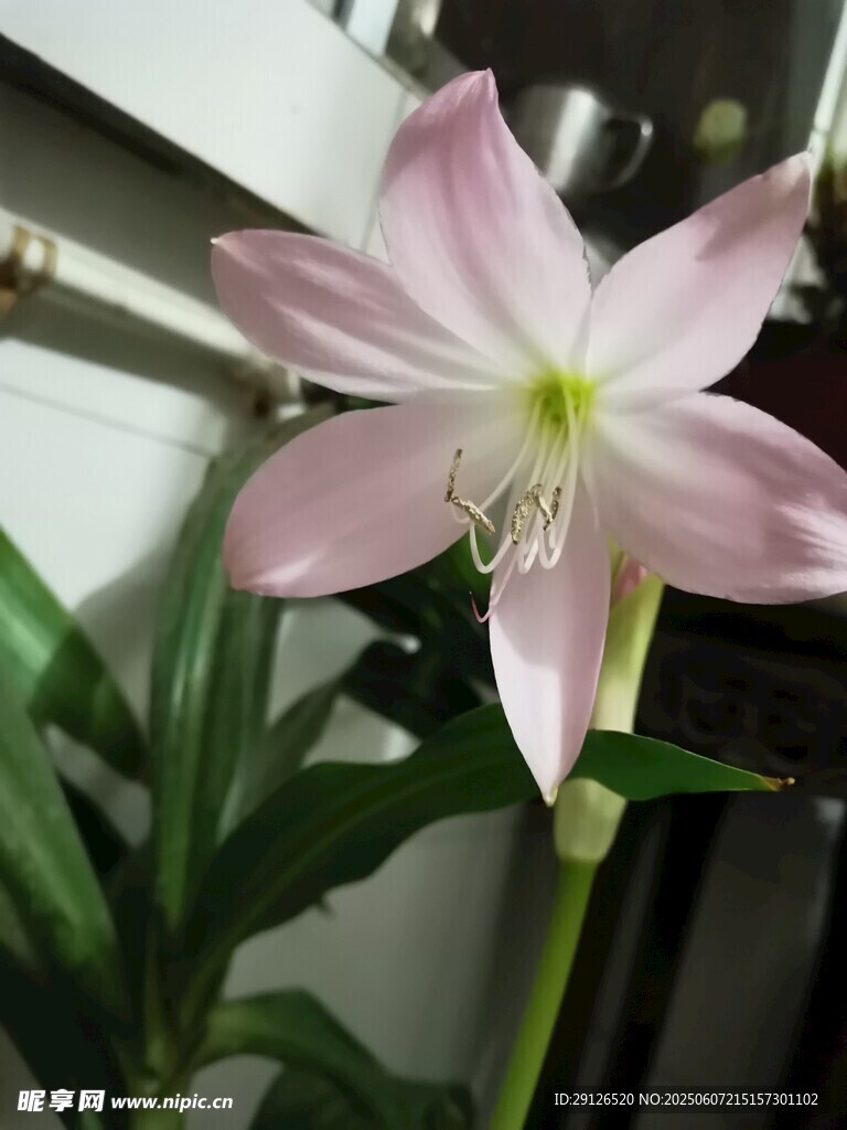 粉色優(yōu)雅單瓣花綻放