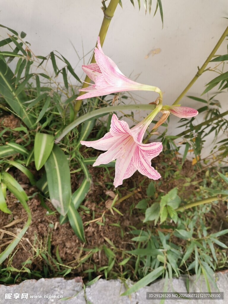 粉色百合花綻放于綠植間