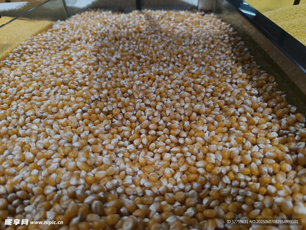 飽滿玉米粒展示