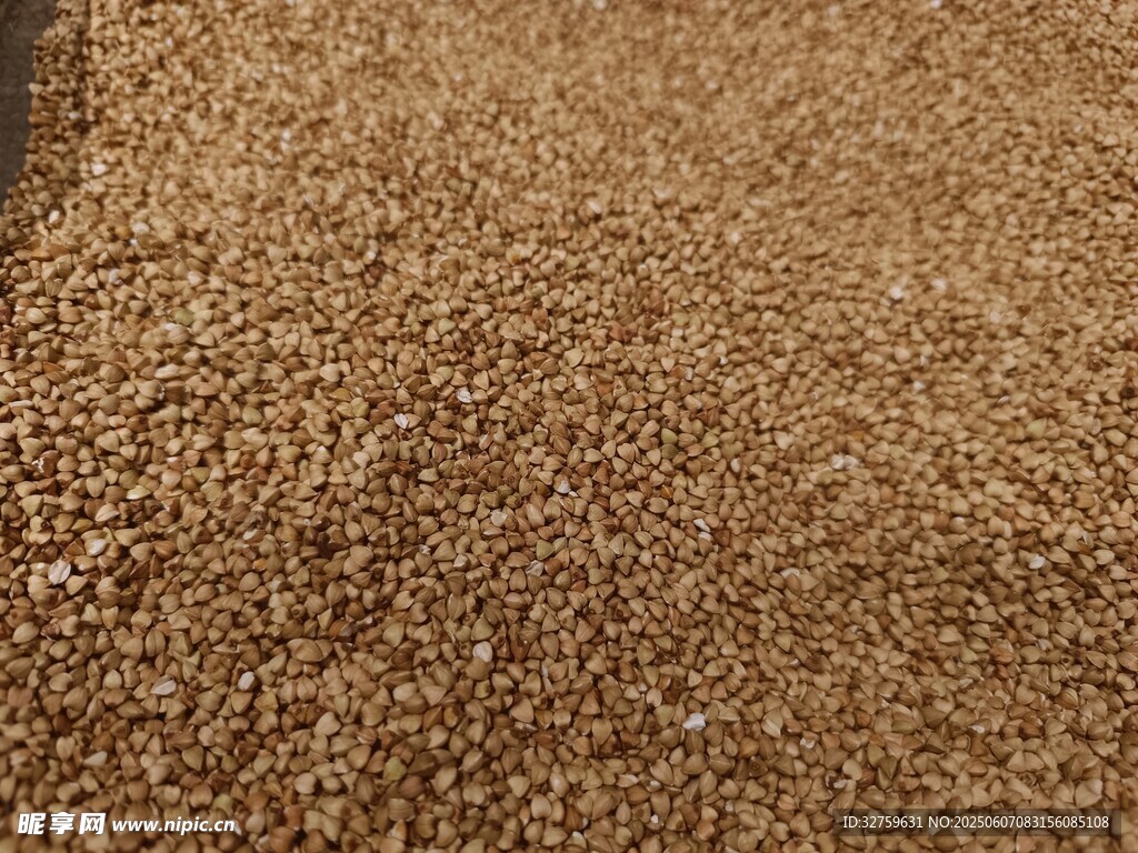 飽滿麥粒特寫