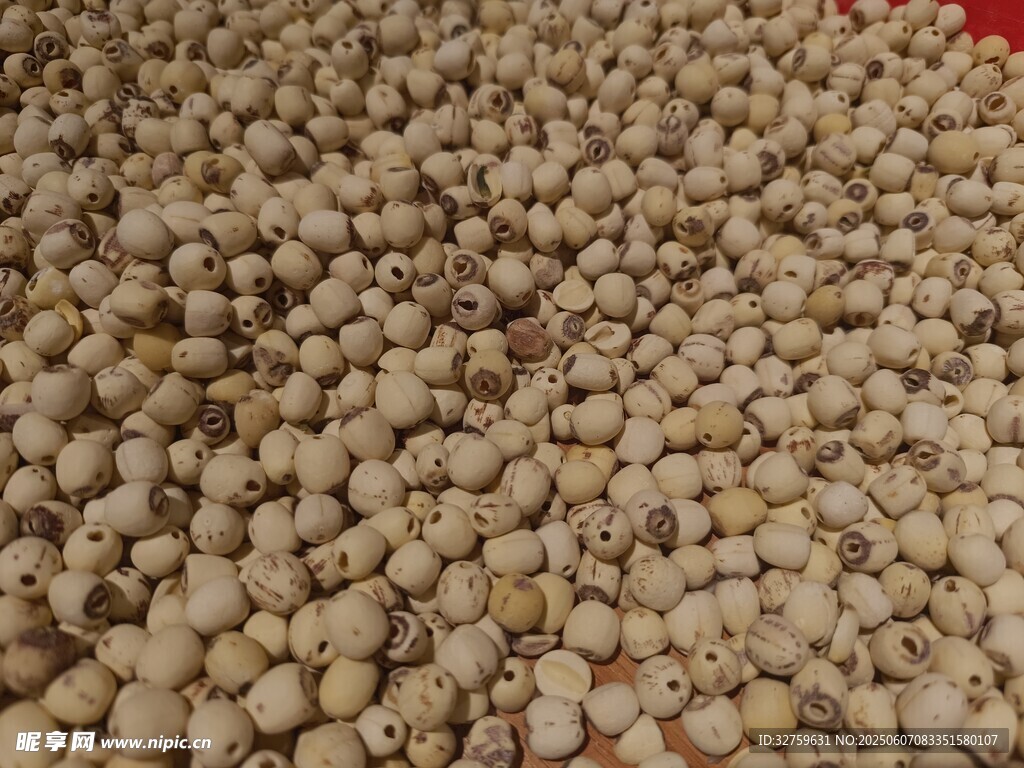 飽滿薏仁米特寫