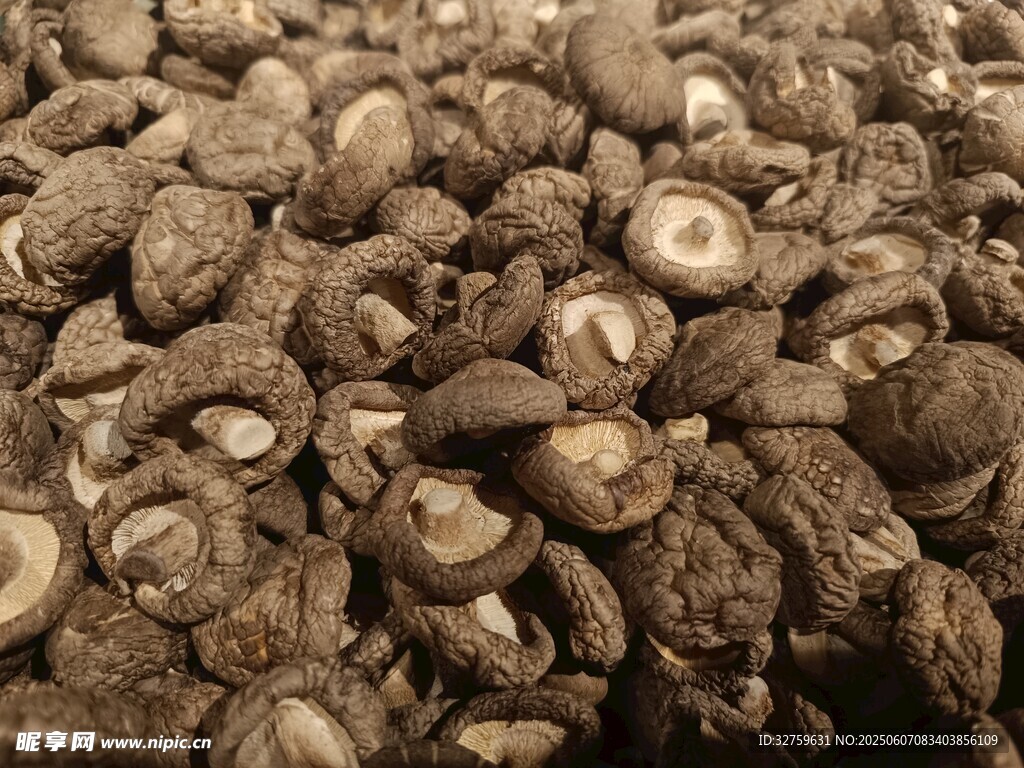 新鮮香菇特寫