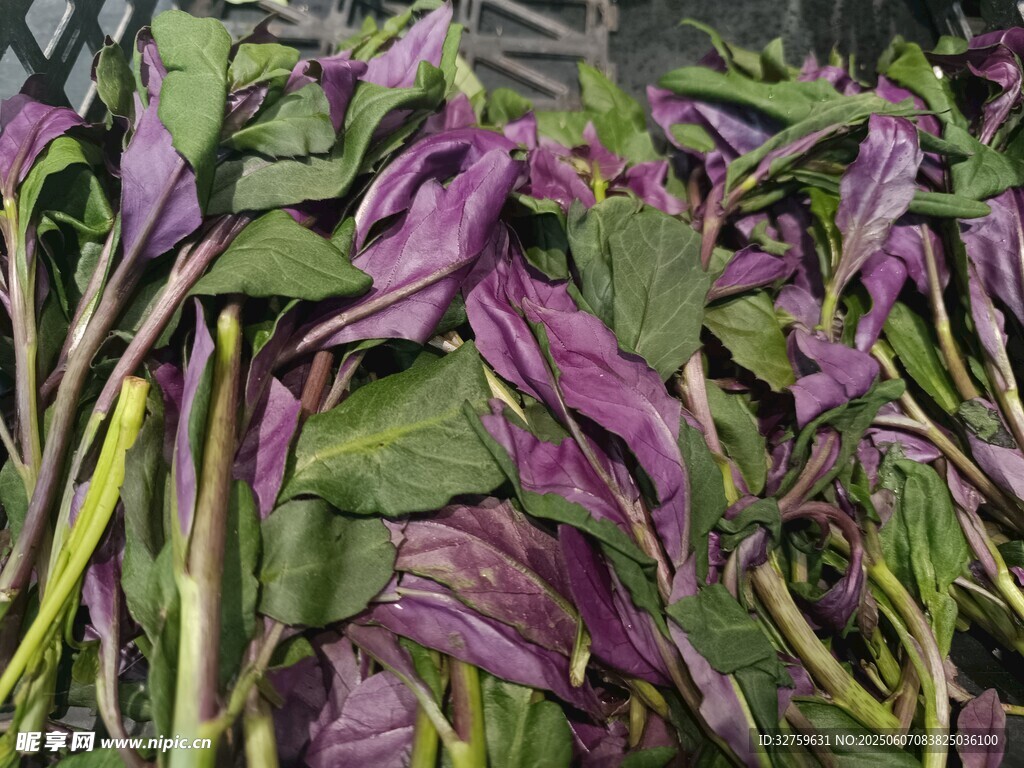 紫葉蔬菜