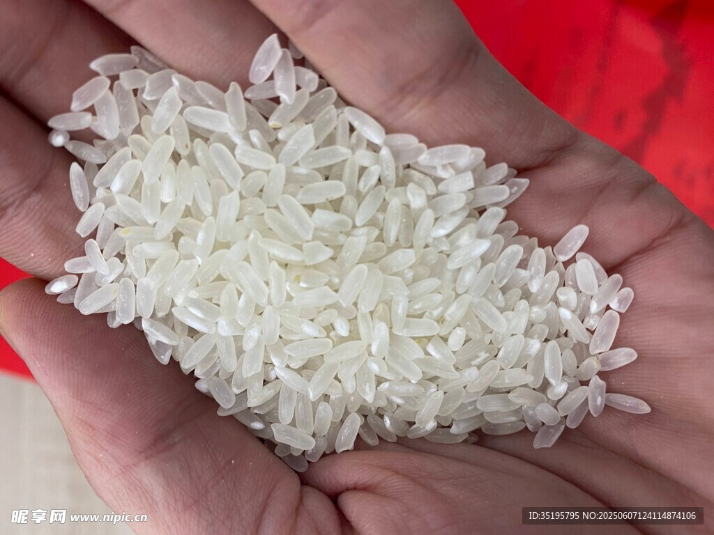 手中晶瑩大米顆粒飽滿