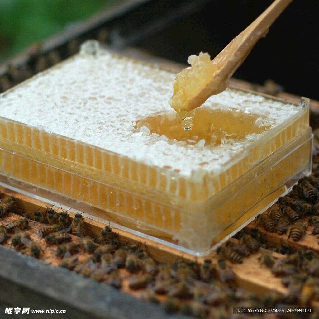 蜂巢取蜜瞬間