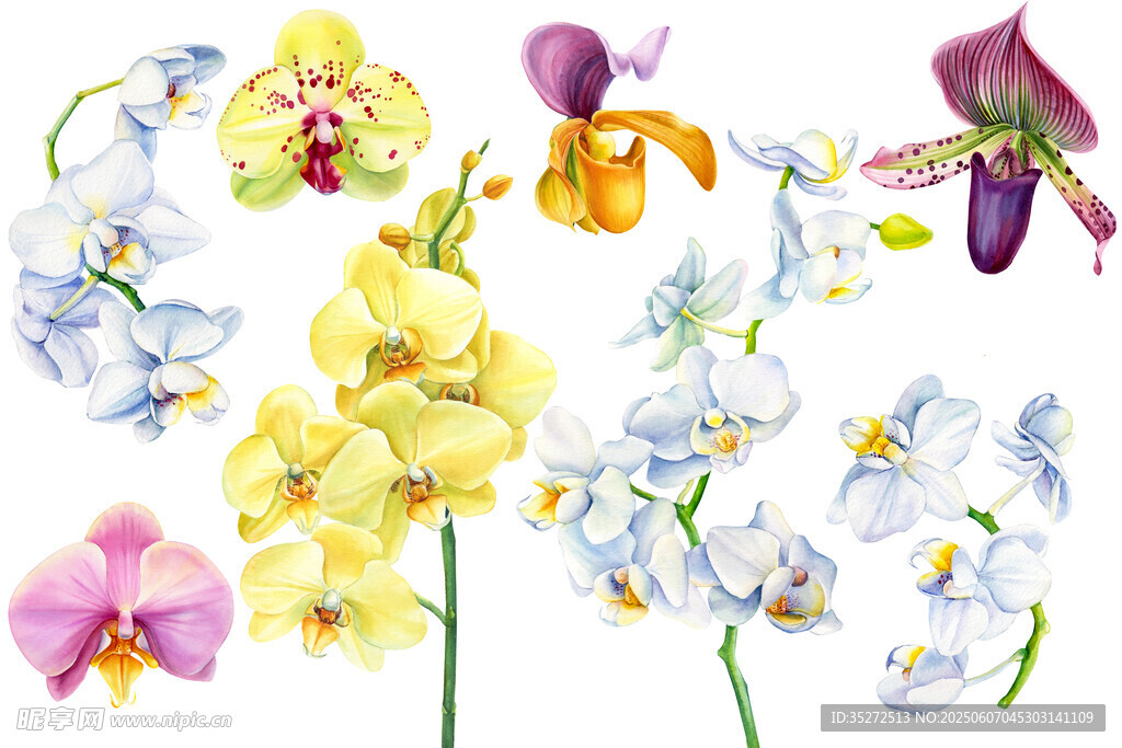 多彩蘭花花卉插畫
