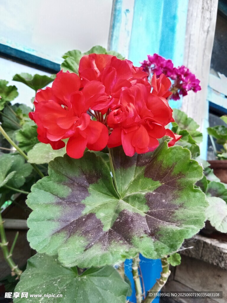 鮮艷天竺葵綻放于陽臺