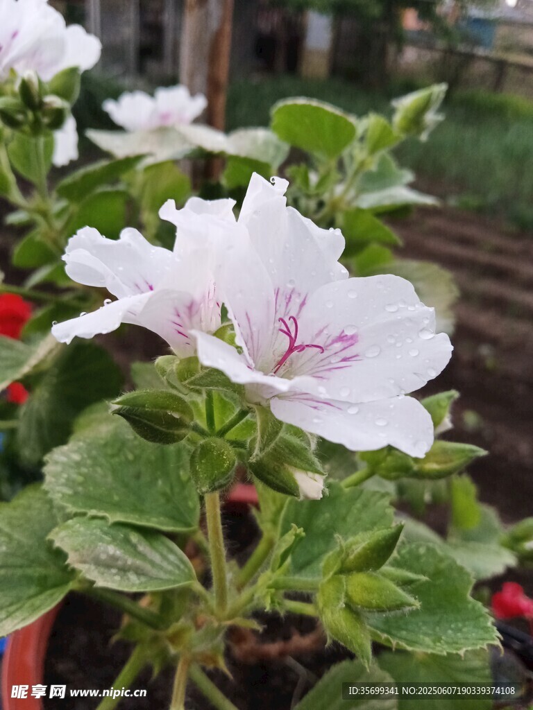 白色矮牽牛綻放